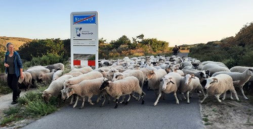Schapen lopen route Noordwijk golfbaan